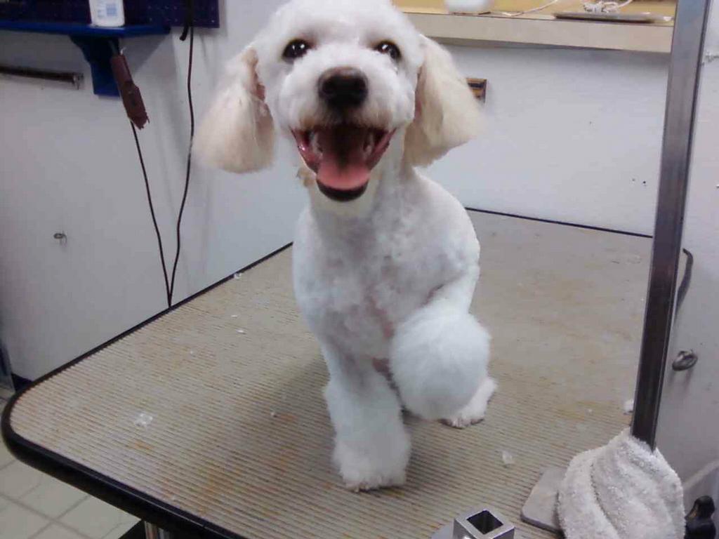 Doggie Style Grooming Salon North Highlands CA 95660 9163329779